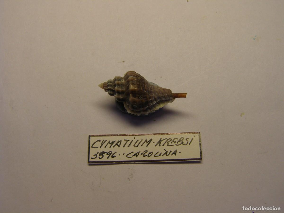 Colecionismo de moluscos: Caracol snail shell cymatium krebsi. Carolina.