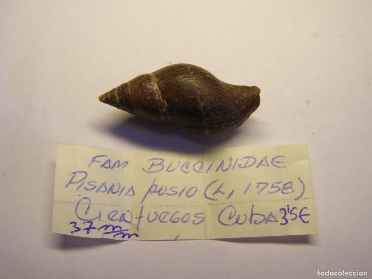 Colecionismo de moluscos: Caracol snail shell pisania pusio. Cuba.