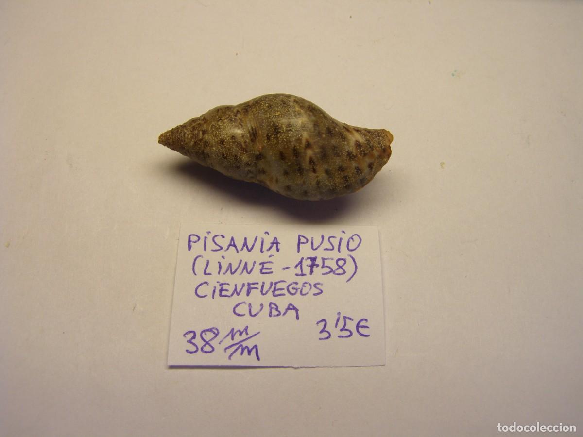 Colecionismo de moluscos: Caracol snail shell pisania pusio. Cuba.