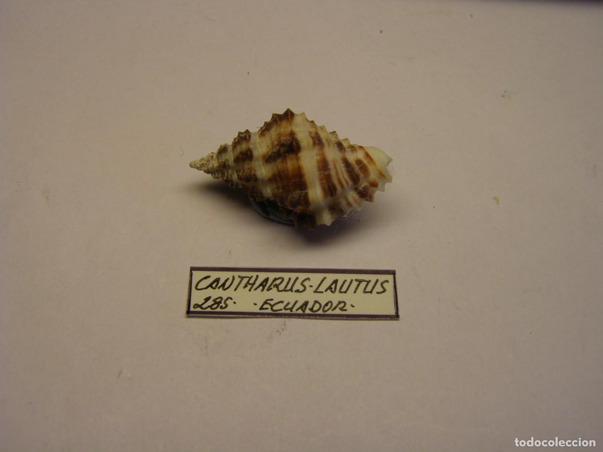 Colecionismo de moluscos: Caracol snail shell cantharus lautus. Ecuador.