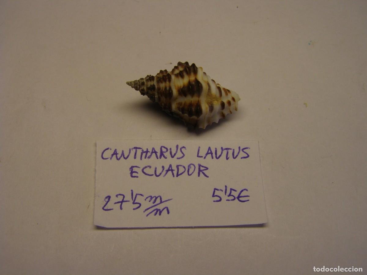 Colecionismo de moluscos: Caracol snail shell cantharus lautus. Ecuador.