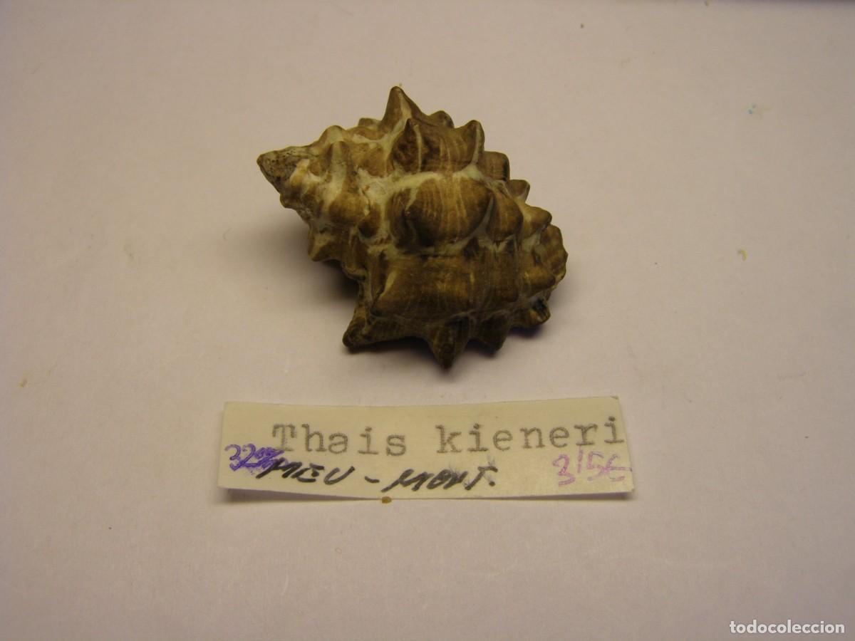 Colecionismo de moluscos: Caracol snail shell thais kieneri.