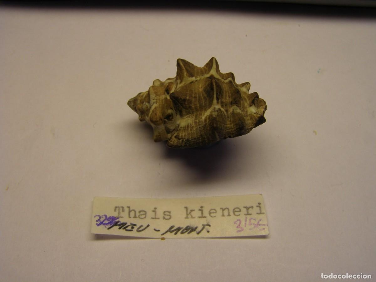 Coleccionismo de moluscos: Caracol snail shell thais kieneri. - Foto 2