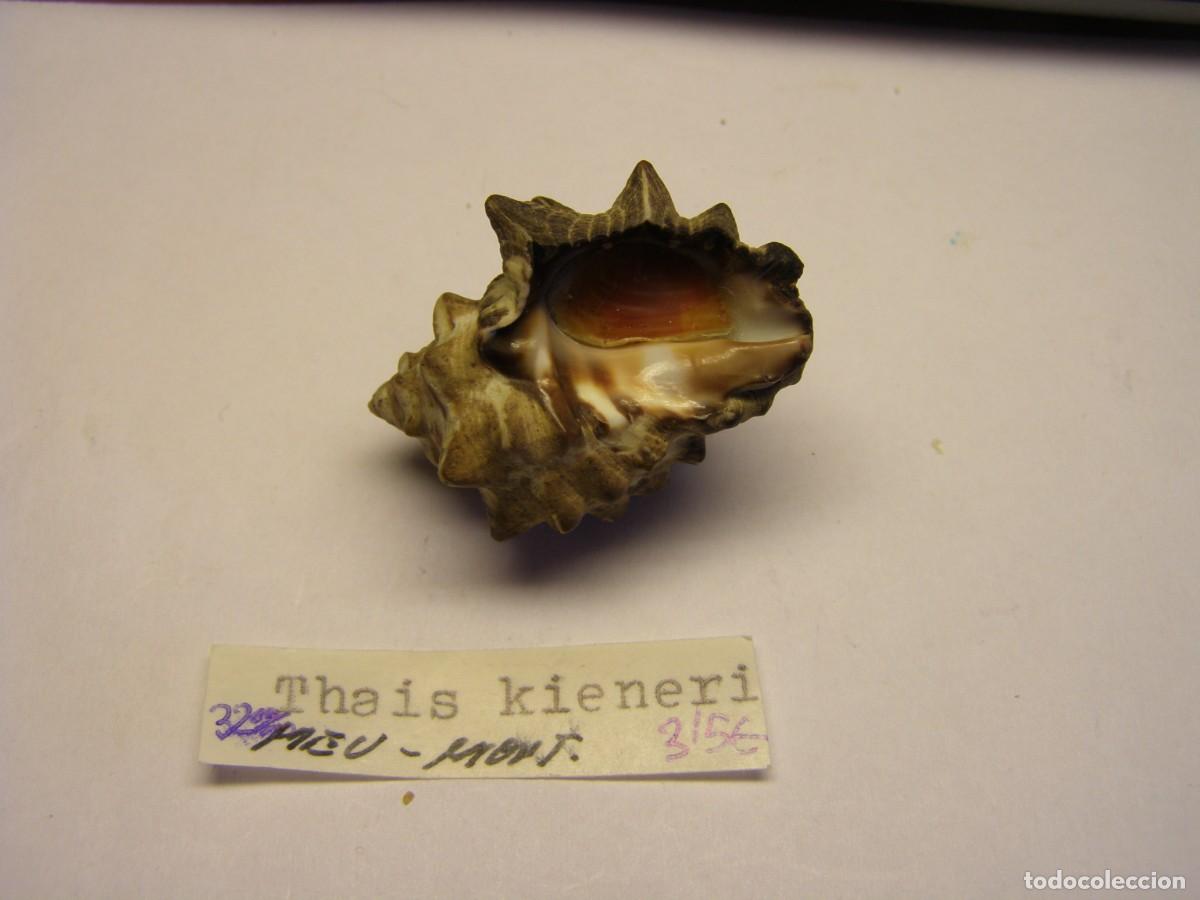 Coleccionismo de moluscos: Caracol snail shell thais kieneri. - Foto 3
