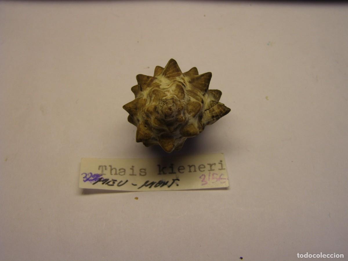 Coleccionismo de moluscos: Caracol snail shell thais kieneri. - Foto 4