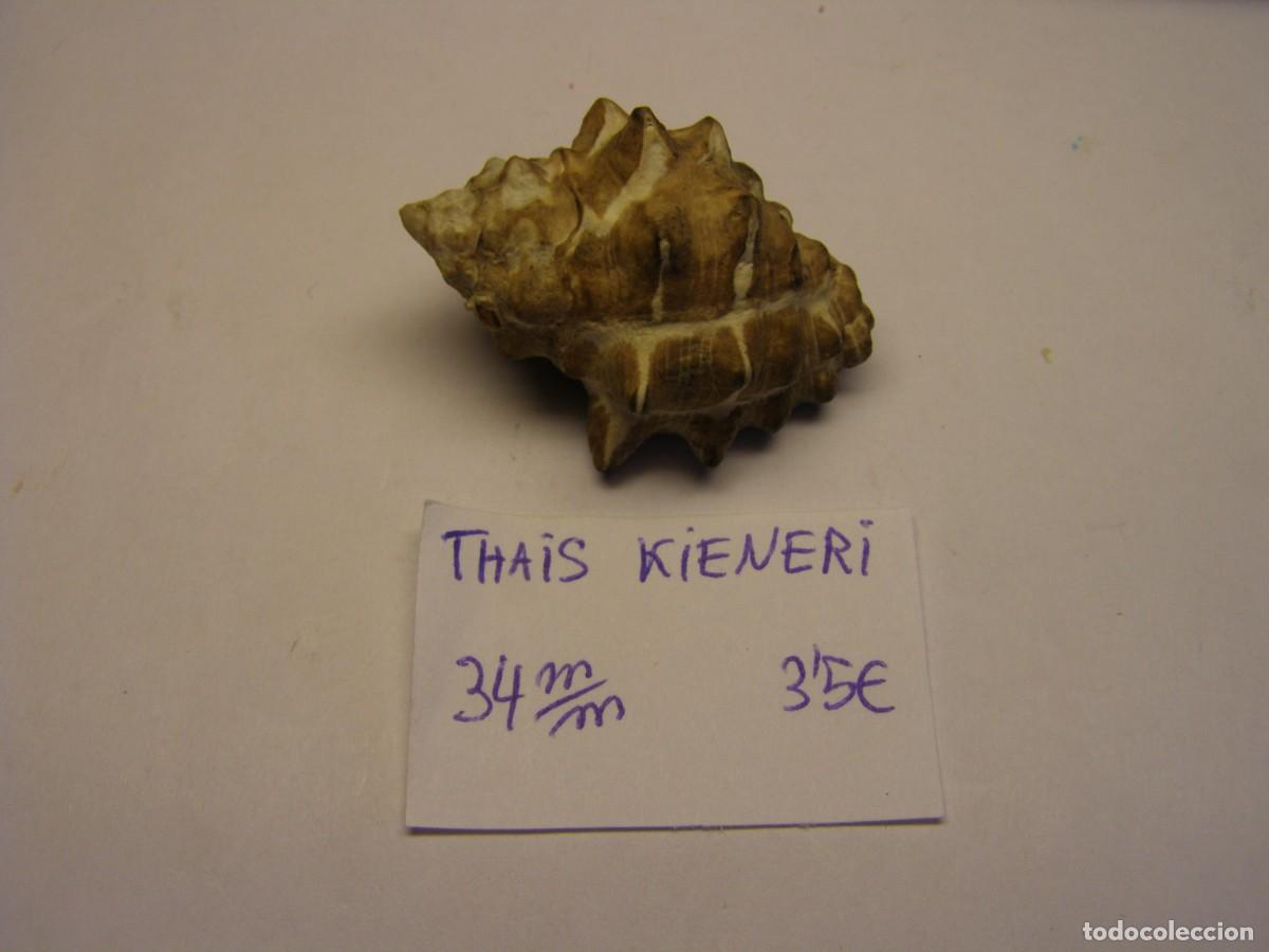 Colecionismo de moluscos: Caracol snail shell thais kieneri.