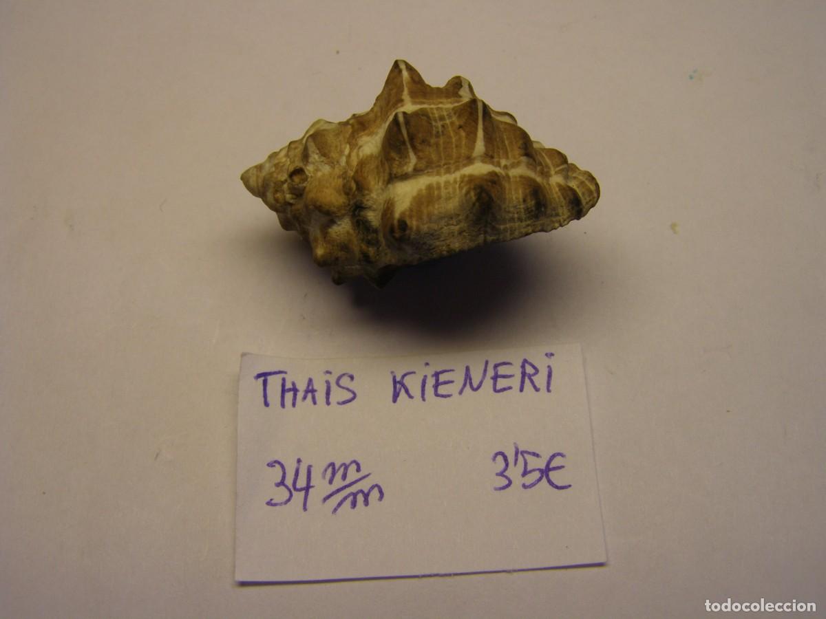 Coleccionismo de moluscos: Caracol snail shell thais kieneri. - Foto 2