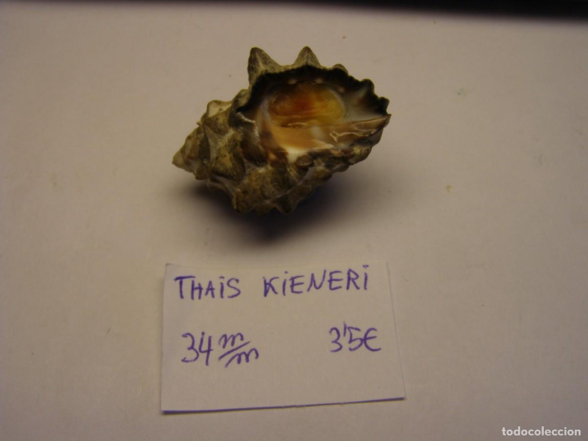 Coleccionismo de moluscos: Caracol snail shell thais kieneri. - Foto 3