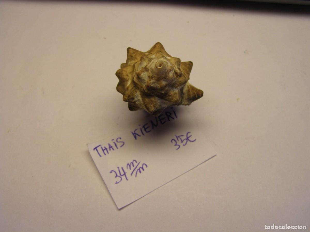 Coleccionismo de moluscos: Caracol snail shell thais kieneri. - Foto 4