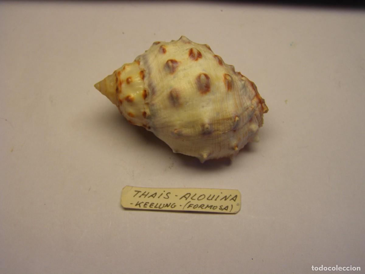 Colecionismo de moluscos: Caracol snail shell thais alouina. Formosa.