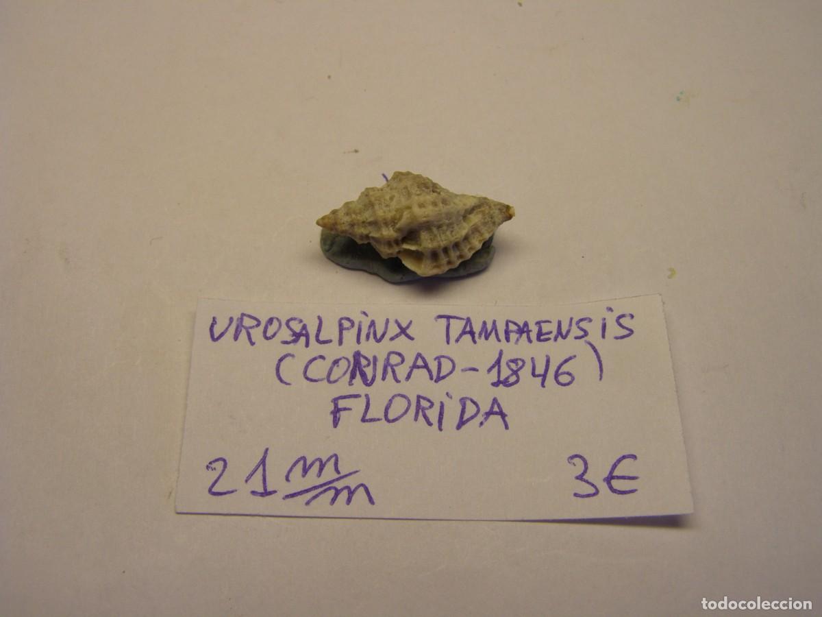 Coleccionismo de moluscos: Caracol snail shell urosalpinx tampaensis. Florida.