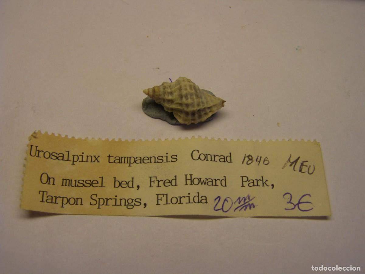 Coleccionismo de moluscos: Caracol snail shell urosalpinx tampaensis. Florida.