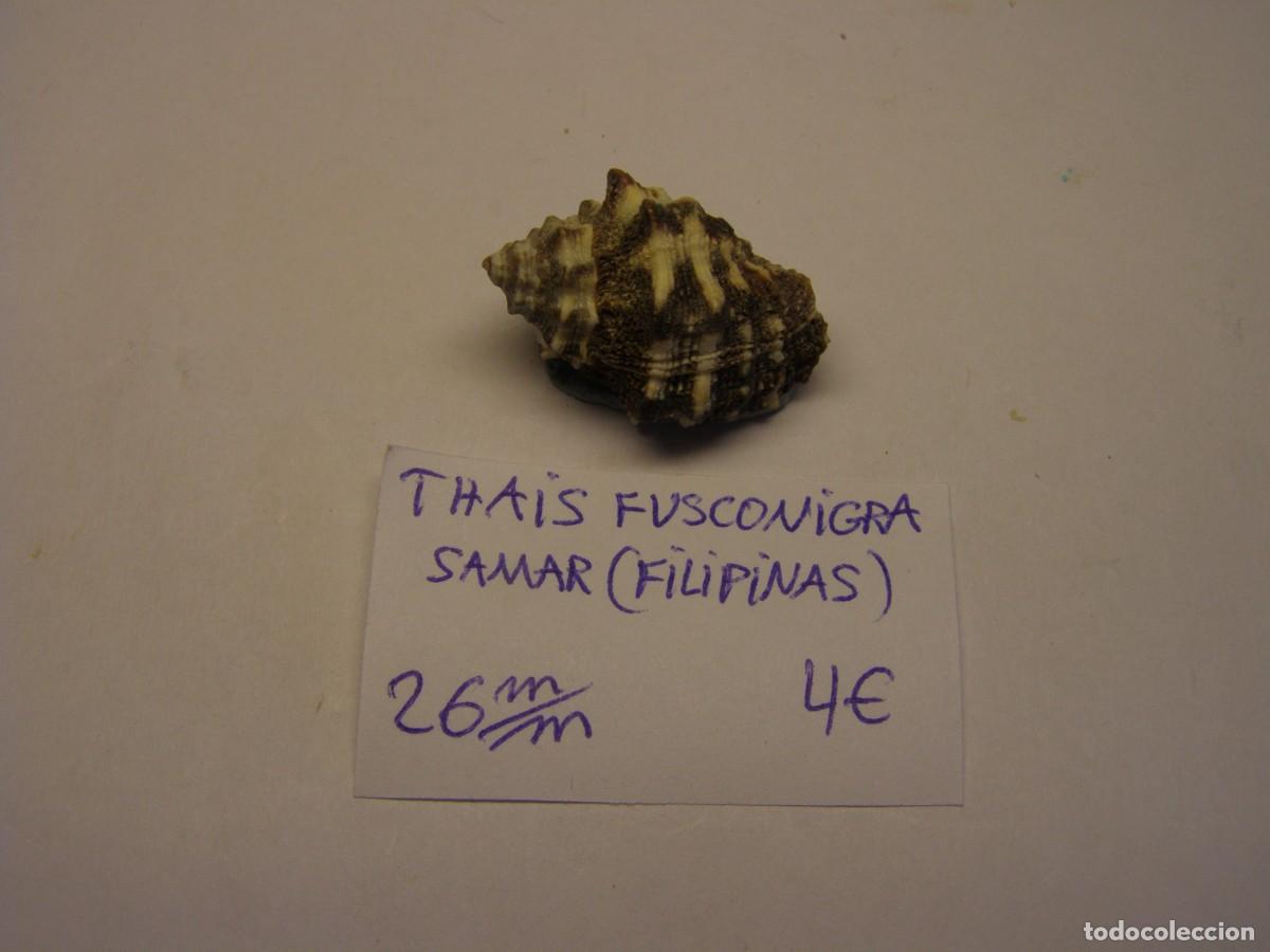 Coleccionismo de moluscos: Caracol snail shell thais fusconigra. Filipinas.