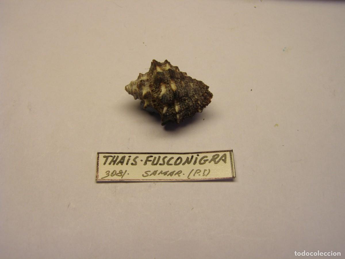 Coleccionismo de moluscos: Caracol snail shell thais fusconigra. Filipinas.