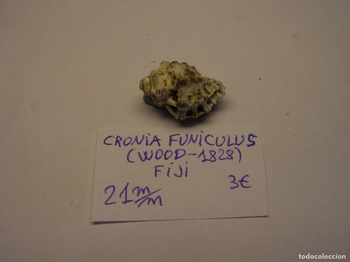 Coleccionismo de moluscos: Caracol snail shell kronia funiculus. Fiji.