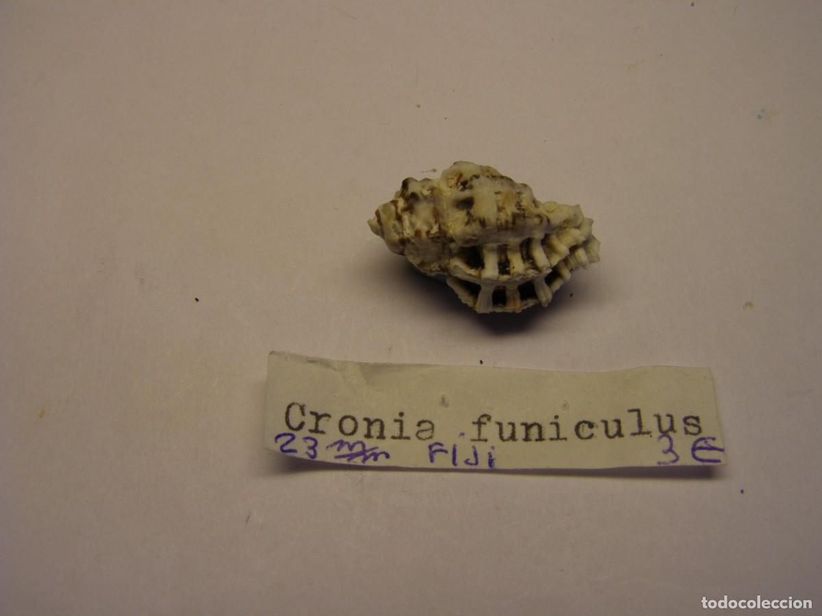 Coleccionismo de moluscos: Caracol snail shell kronia funiculus. Fiji.