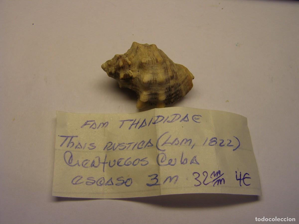 Coleccionismo de moluscos: Caracol snail shell thais rustica. Cuba. - Foto 1