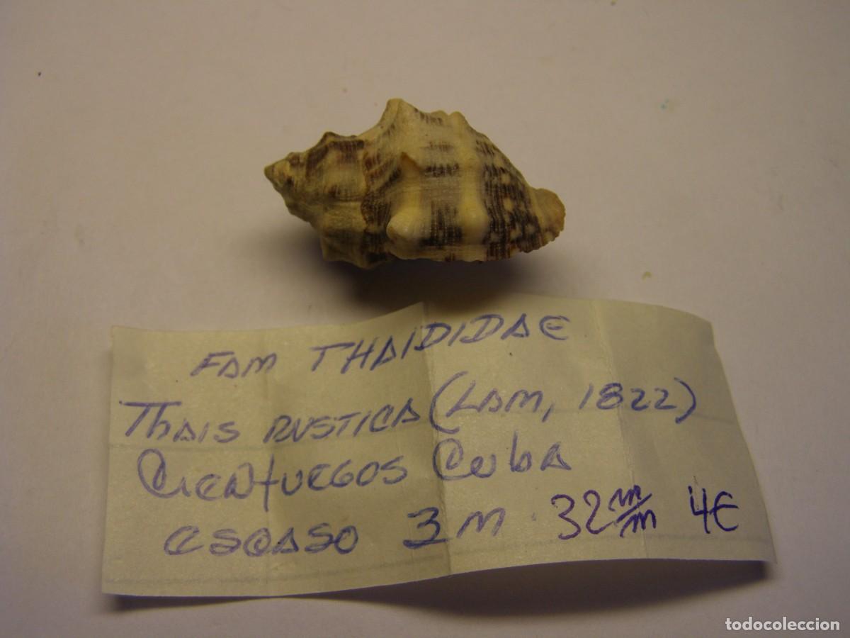 Coleccionismo de moluscos: Caracol snail shell thais rustica. Cuba. - Foto 2