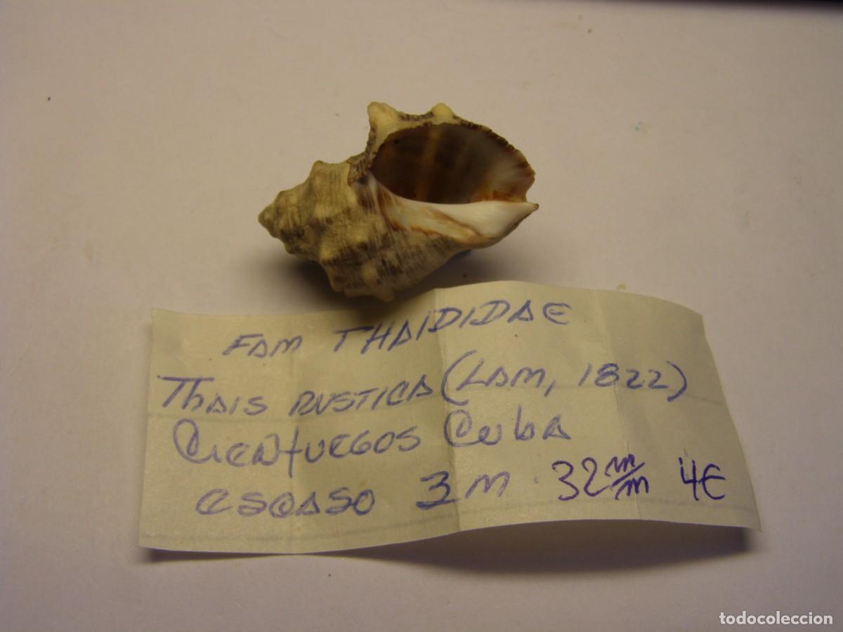 Coleccionismo de moluscos: Caracol snail shell thais rustica. Cuba. - Foto 3