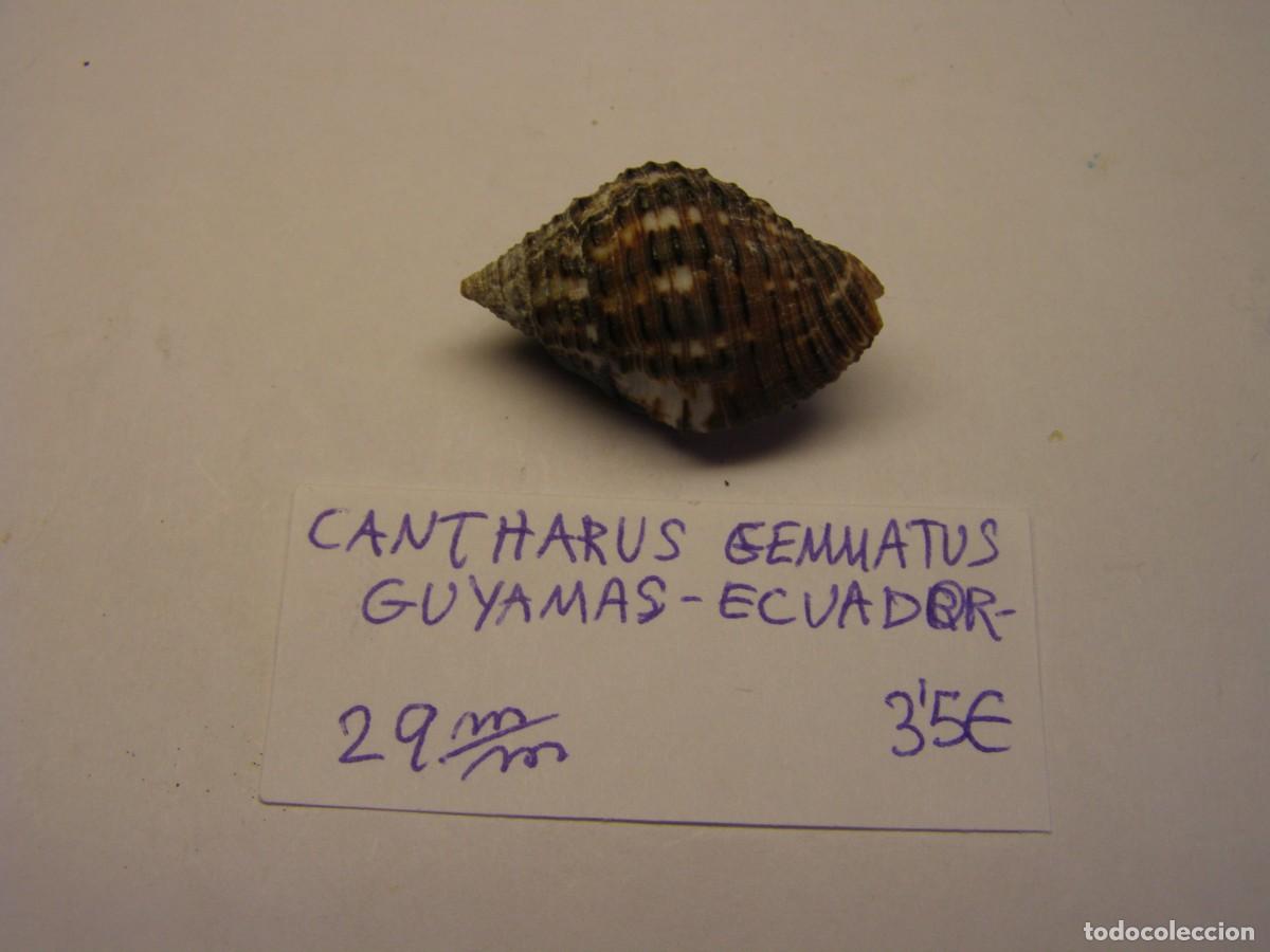 Coleccionismo de moluscos: Caracol snail shell cantharus gemmatus. Ecuador.