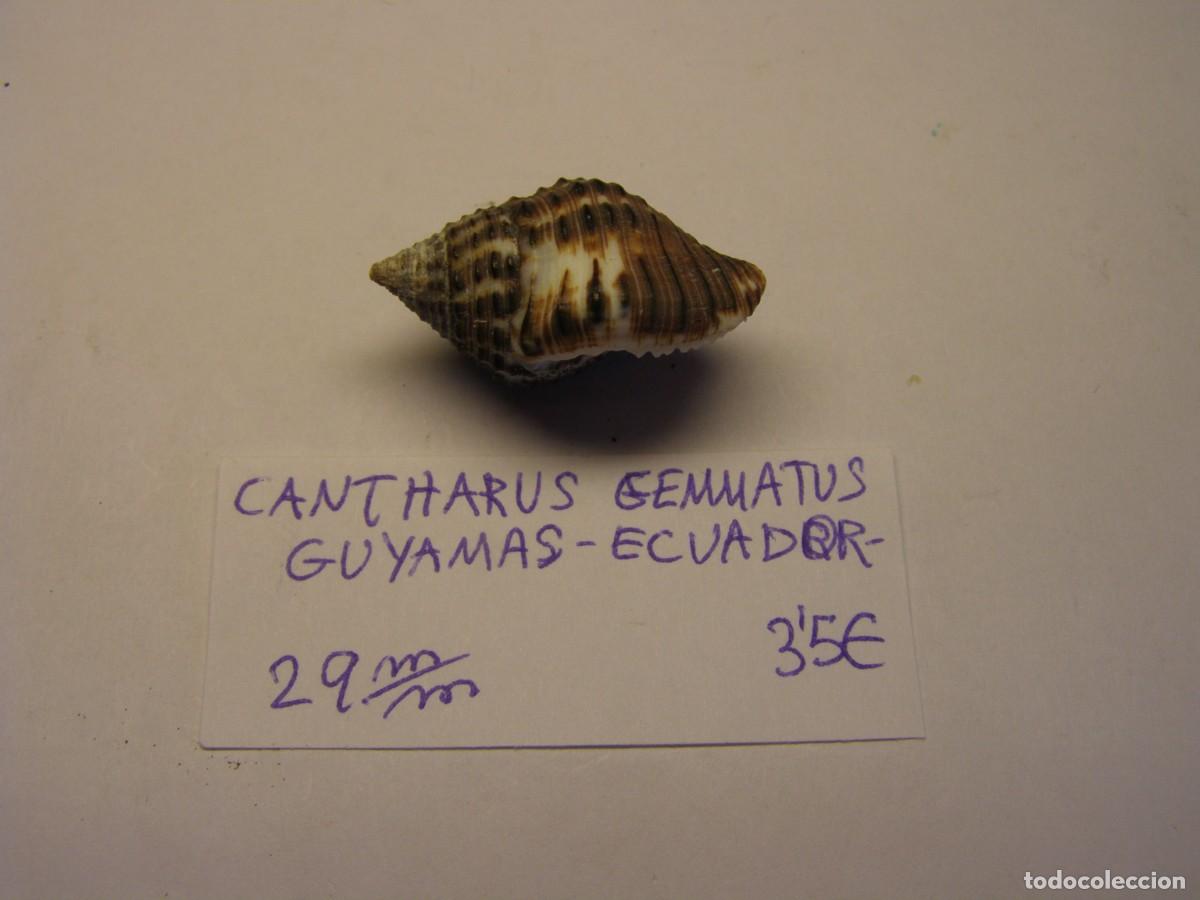 Coleccionismo de moluscos: Caracol snail shell cantharus gemmatus. Ecuador. - Foto 2