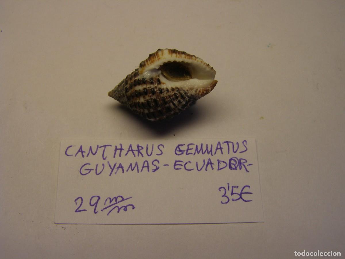 Coleccionismo de moluscos: Caracol snail shell cantharus gemmatus. Ecuador. - Foto 3