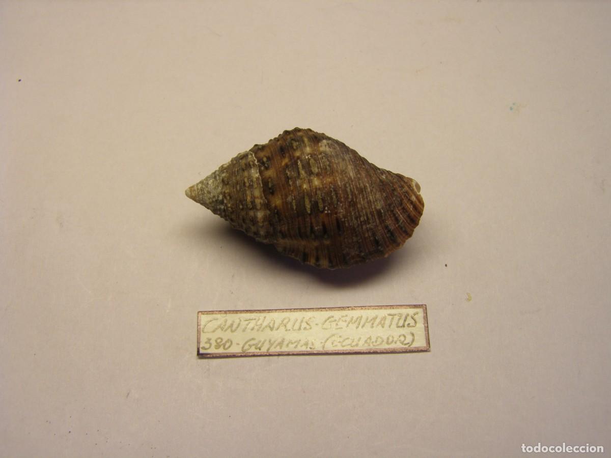 Coleccionismo de moluscos: Caracol snail shell cantharus gemmatus. Ecuador.