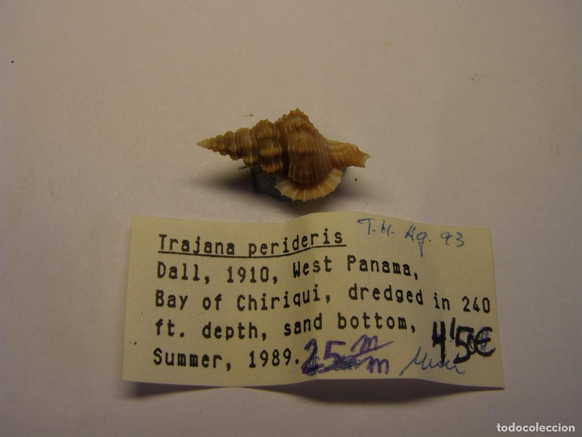 Coleccionismo de moluscos: Caracol snail shell trajana perideris. Panam&aacute;.