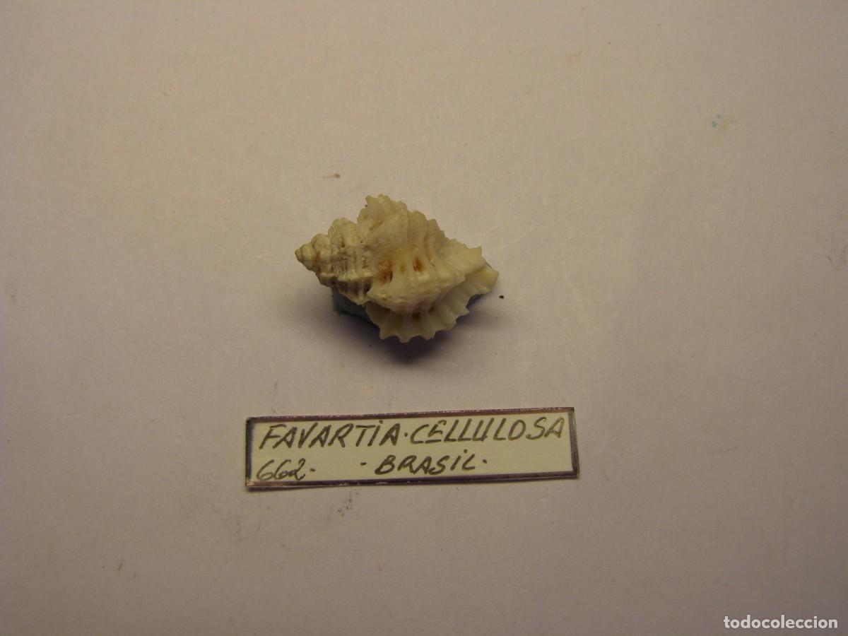 Coleccionismo de moluscos: Caracol snail shell favartia cellulosa. Brasil.