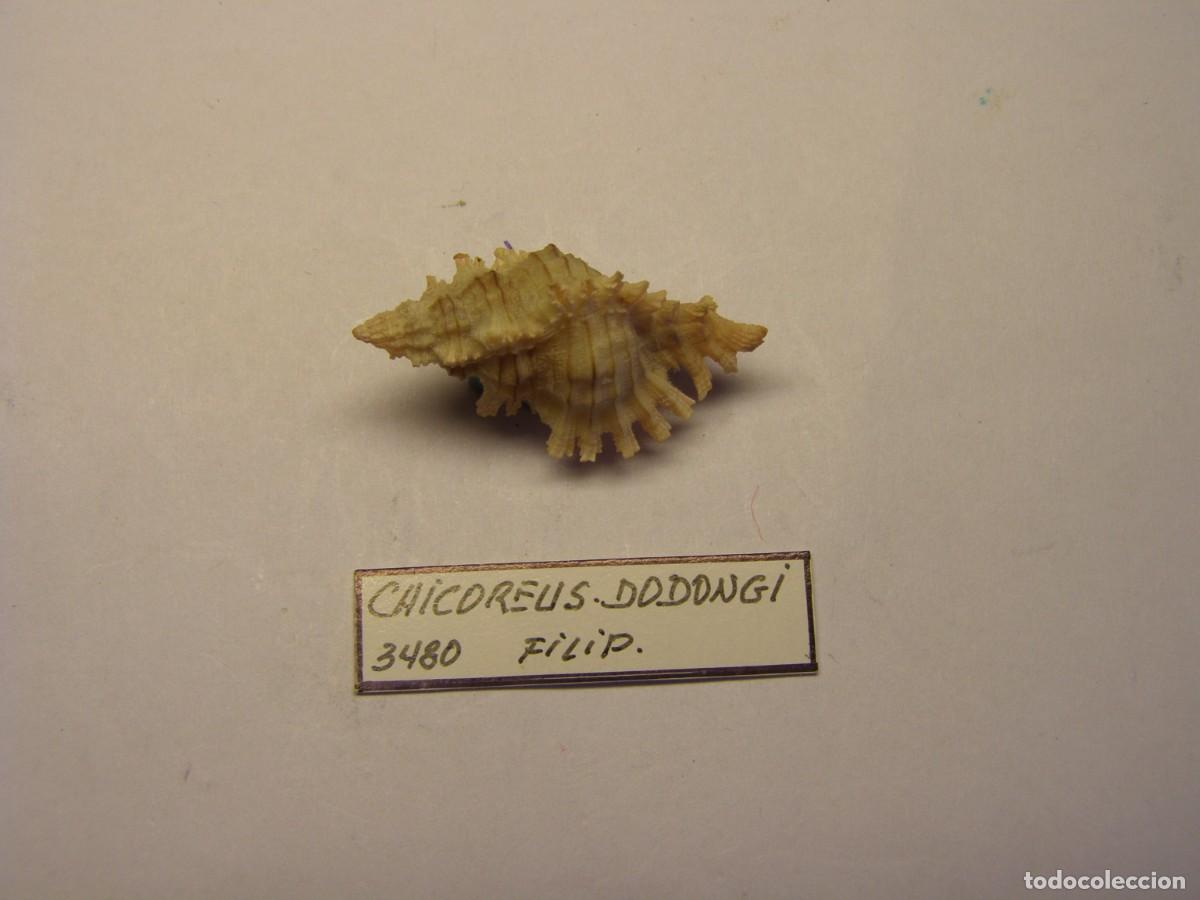 Coleccionismo de moluscos: Caracol snail shell chicoreus dodongi. Filipinas.