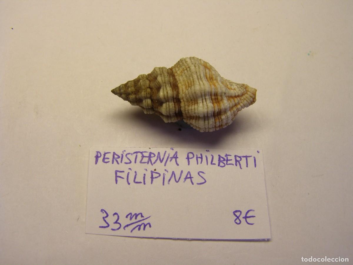 Coleccionismo de moluscos: Caracol snail shell peristernia philberti. Filipinas.