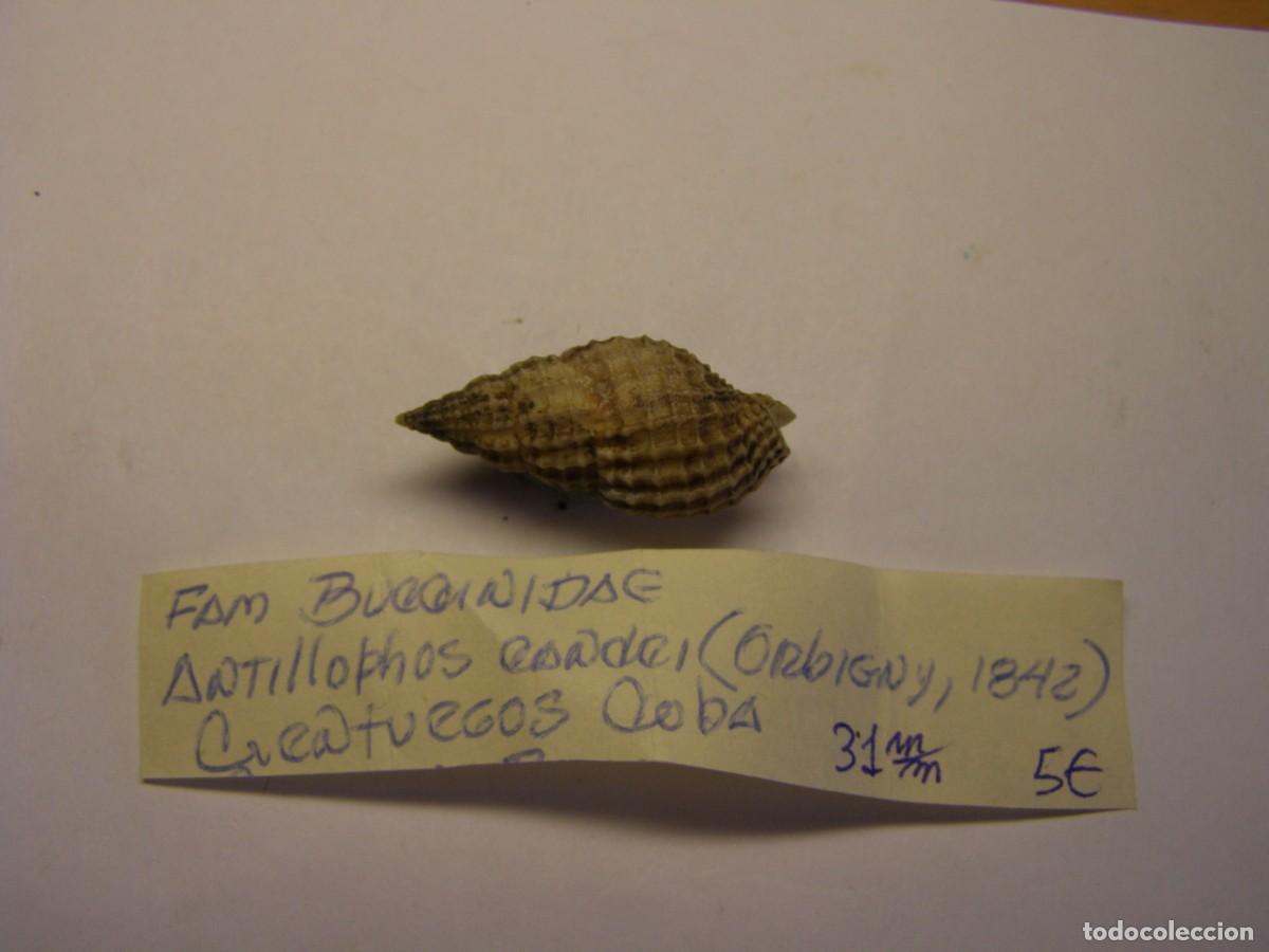Coleccionismo de moluscos: Caracol snail shell antillophos candei. Cuba.