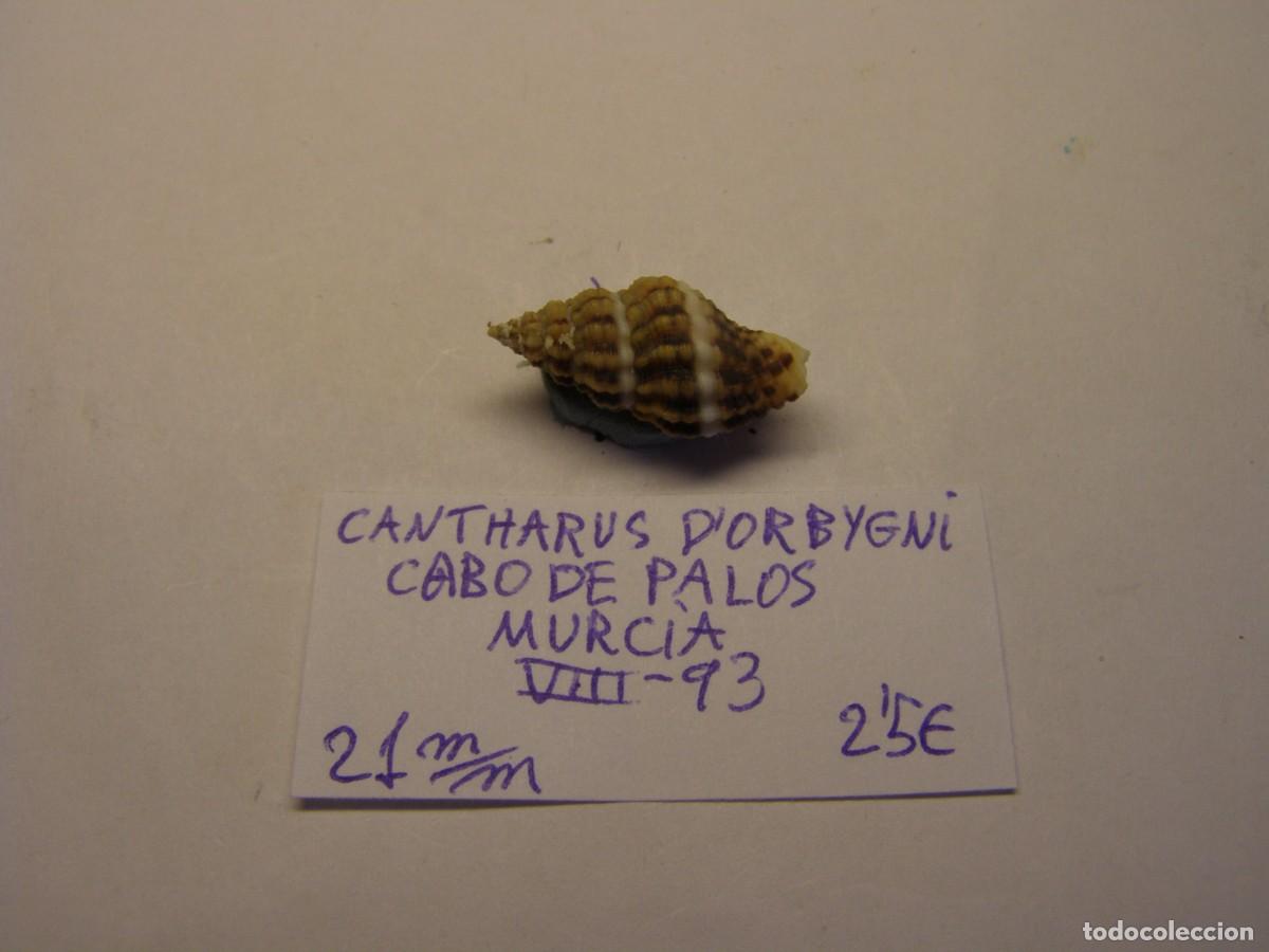 Coleccionismo de moluscos: Caracol snail shell cantharus d'orbigny. Murcia.
