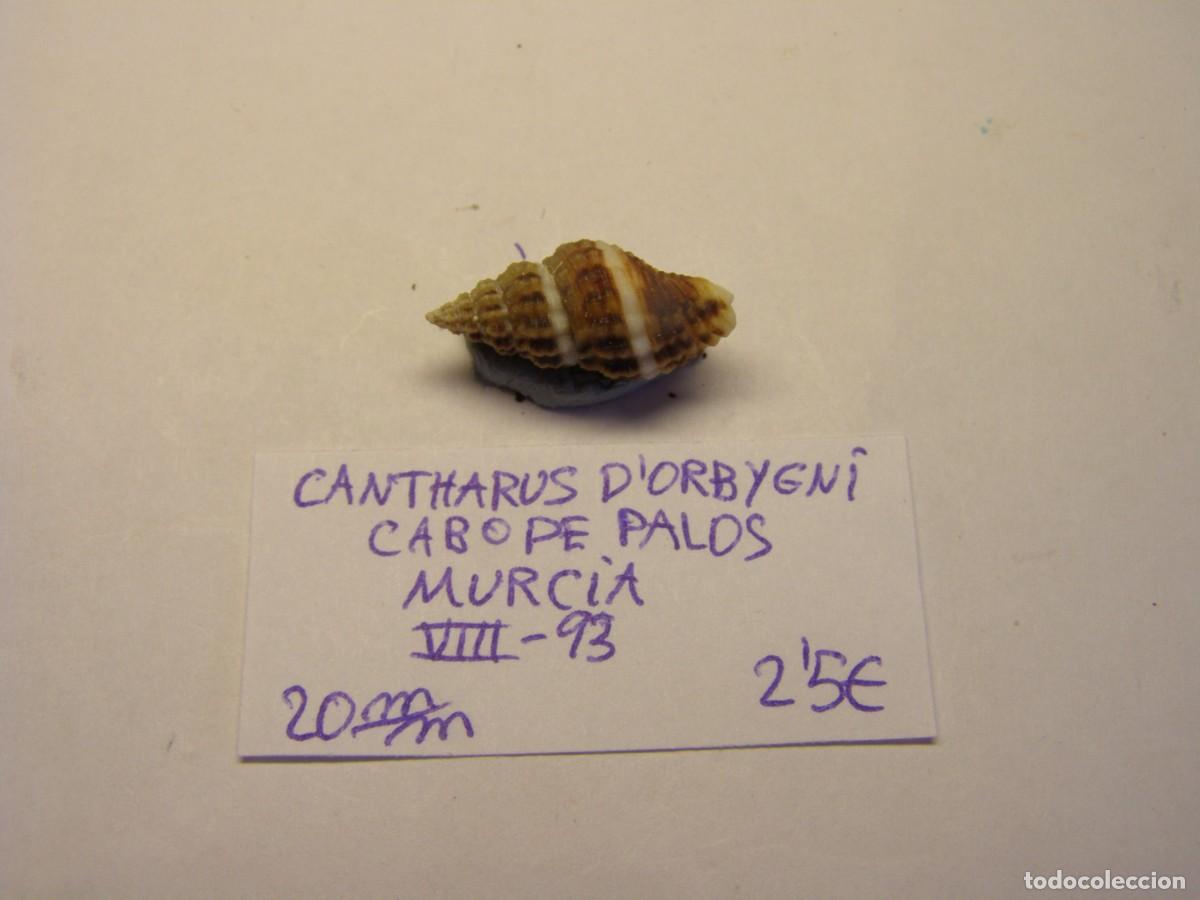 Coleccionismo de moluscos: Caracol snail shell cantharus d'orbigny. Murcia.