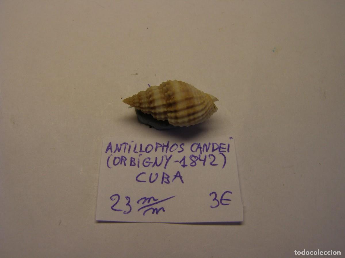 Coleccionismo de moluscos: Caracol snail shell antillophos candei. Cuba.
