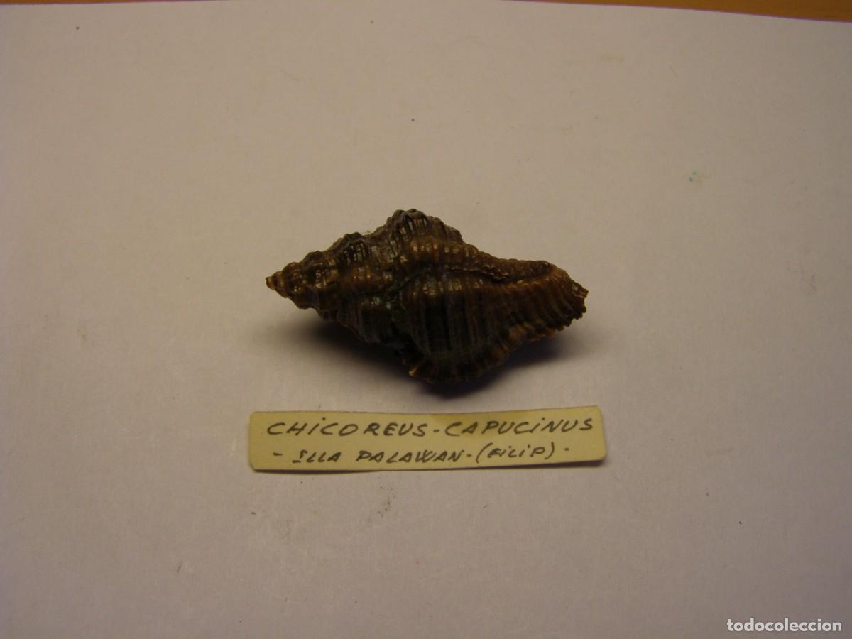 Coleccionismo de moluscos: Caracol snail shell chicoreus capucinus. Filipinas.