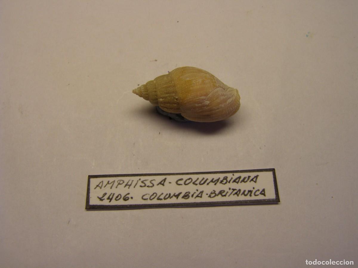 Coleccionismo de moluscos: Caracol snail shell amphissa columbiana. Columbia Brit&aacute;nica.