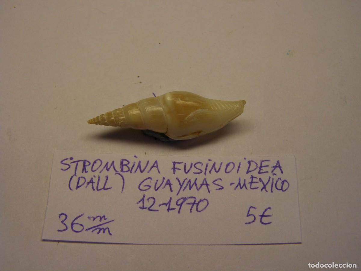Coleccionismo de moluscos: Caracol snail shell strombina fusinoidea. M&eacute;xico.