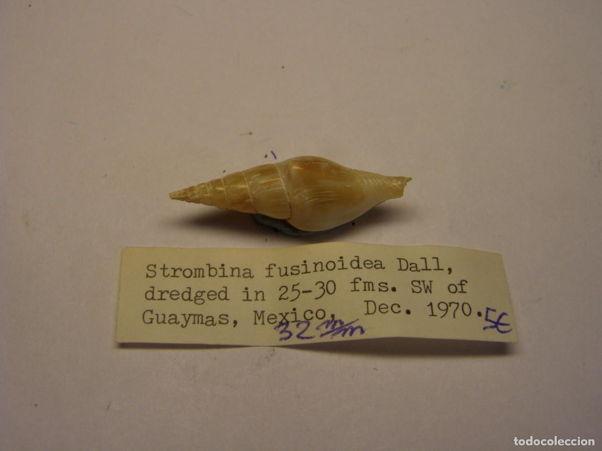Coleccionismo de moluscos: Caracol snail shell strombina fusinoidea. M&eacute;xico.