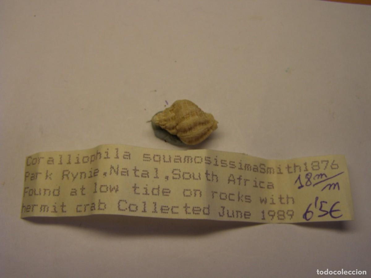 Coleccionismo de moluscos: Caracol snail shell coralliophila squamosissima. Sud&aacute;frica.
