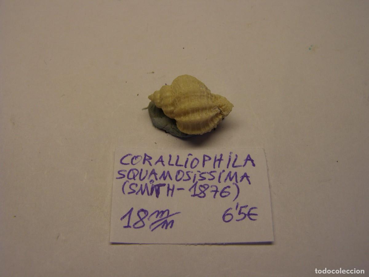 Coleccionismo de moluscos: Caracol snail shell coralliophila squamosissima. Sud&aacute;frica.