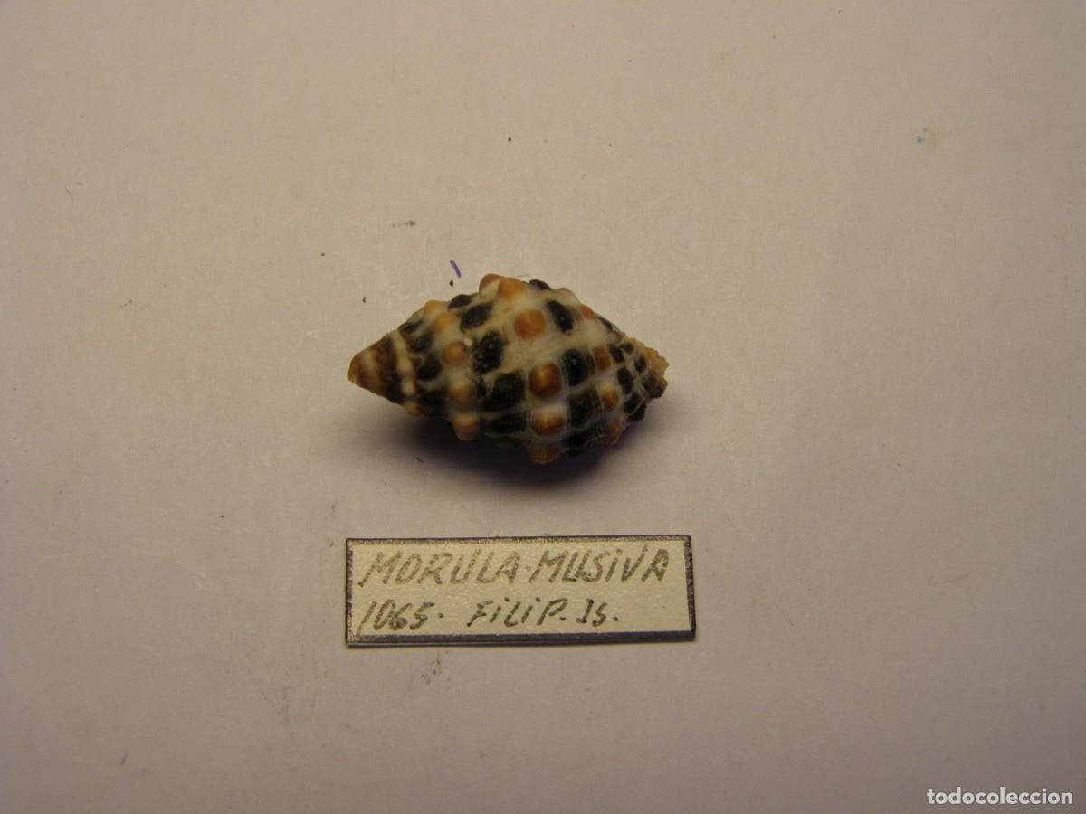Coleccionismo de moluscos: Caracol snail shell morula musiva. Filipinas.