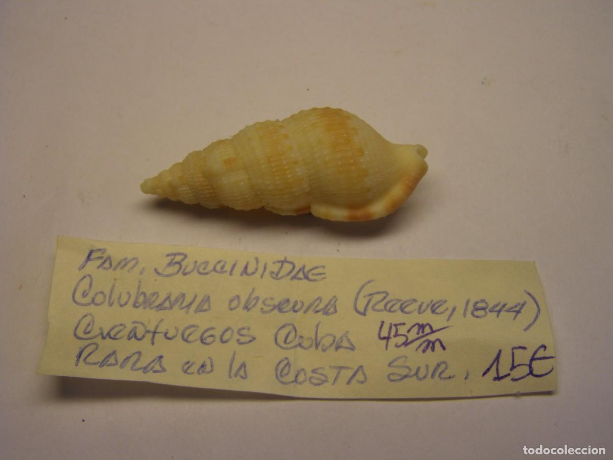 Coleccionismo de moluscos: Caracol snail shell colubraria obscura. Cuba.