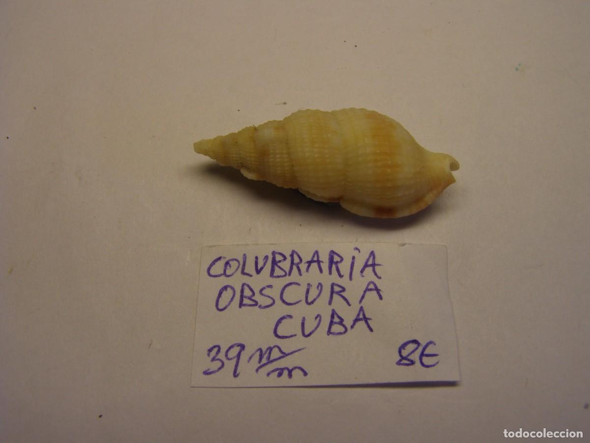 Coleccionismo de moluscos: Caracol snail shell colubraria obscura. Cuba.