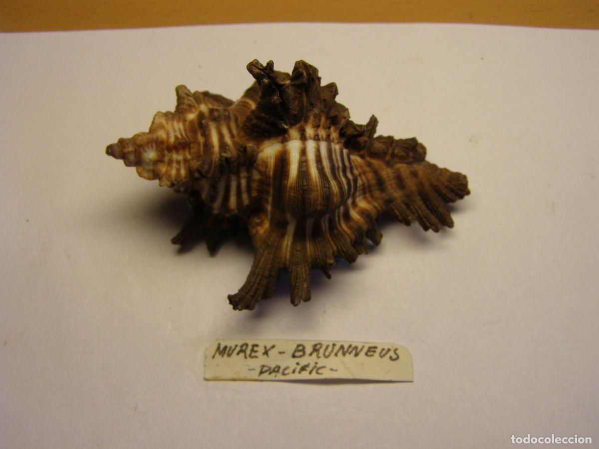 Coleccionismo de moluscos: Caracol snail shell murex brunneus. Pac&iacute;fico.