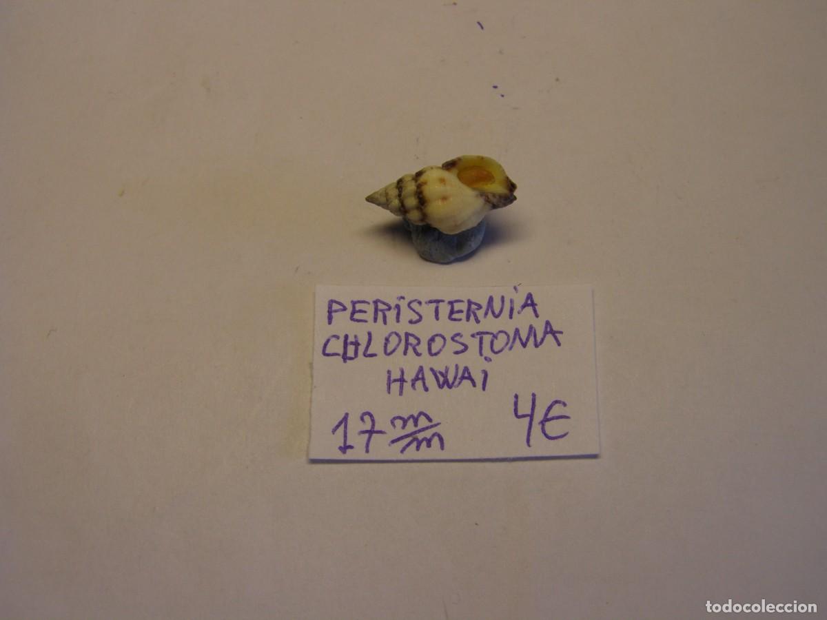 Coleccionismo de moluscos: Caracol snail shell peristernia chlorostoma. Hawai .