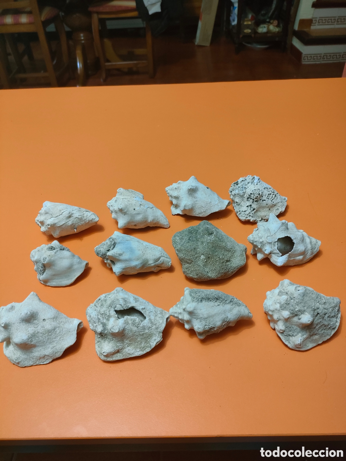 Collezionismo di molluschi: 12 strombus mediterr&aacute;neo Espa&ntilde;a