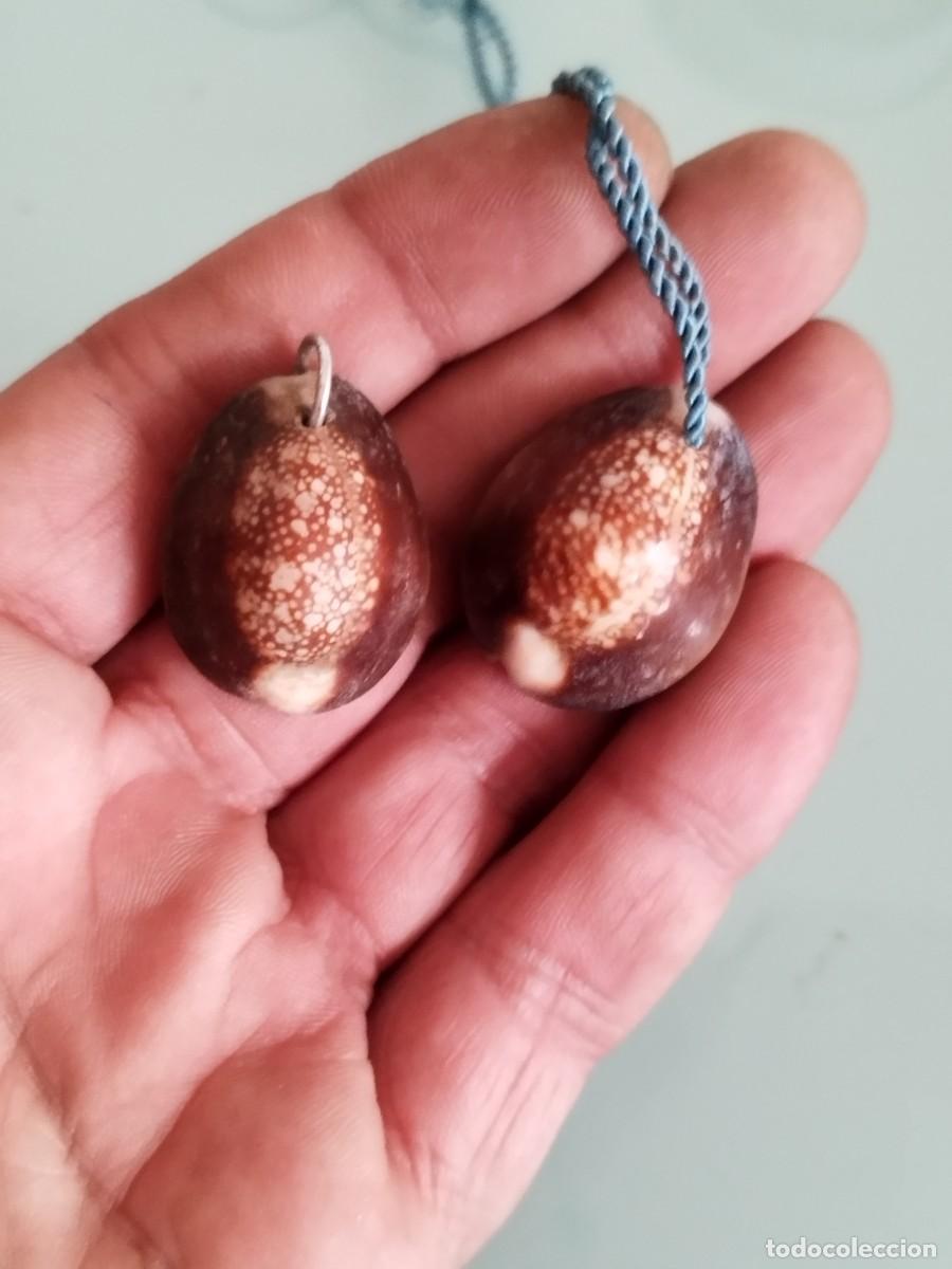 Coleccionismo de moluscos: Dos antiguas conchas marinas. Monetaria caputserpentis. Porcelana cabeza de serpiente.