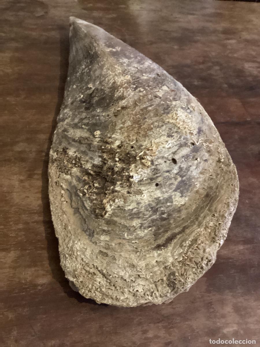 Collezionismo di molluschi: CONQUIOLOGIA. MALACOLOGIA. NACRA.