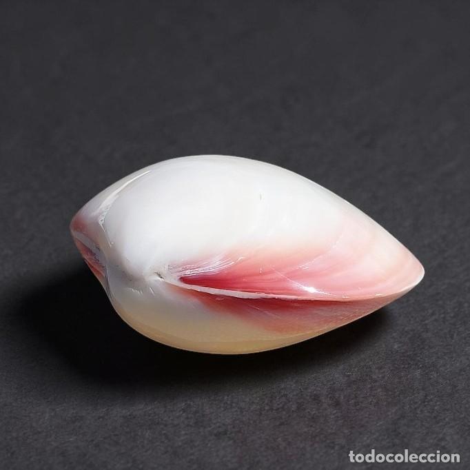 Coleccionismo de moluscos: Concha Codakia Tigrina 7cm - Foto 1